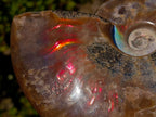 Polished Whole Red Cleoniceras Ammonite Fossils x 2 From Tulear, Madagascar