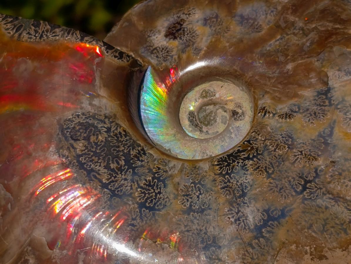 Polished Whole Red Cleoniceras Ammonite Fossils x 2 From Tulear, Madagascar