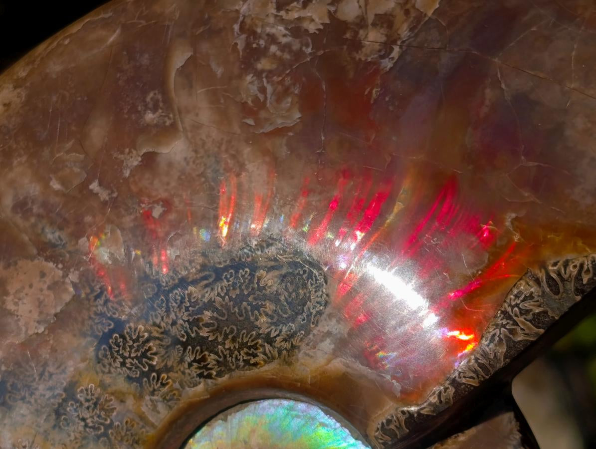 Polished Whole Red Cleoniceras Ammonite Fossils x 2 From Tulear, Madagascar