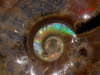 Polished Whole Red Cleoniceras Ammonite Fossils x 2 From Tulear, Madagascar