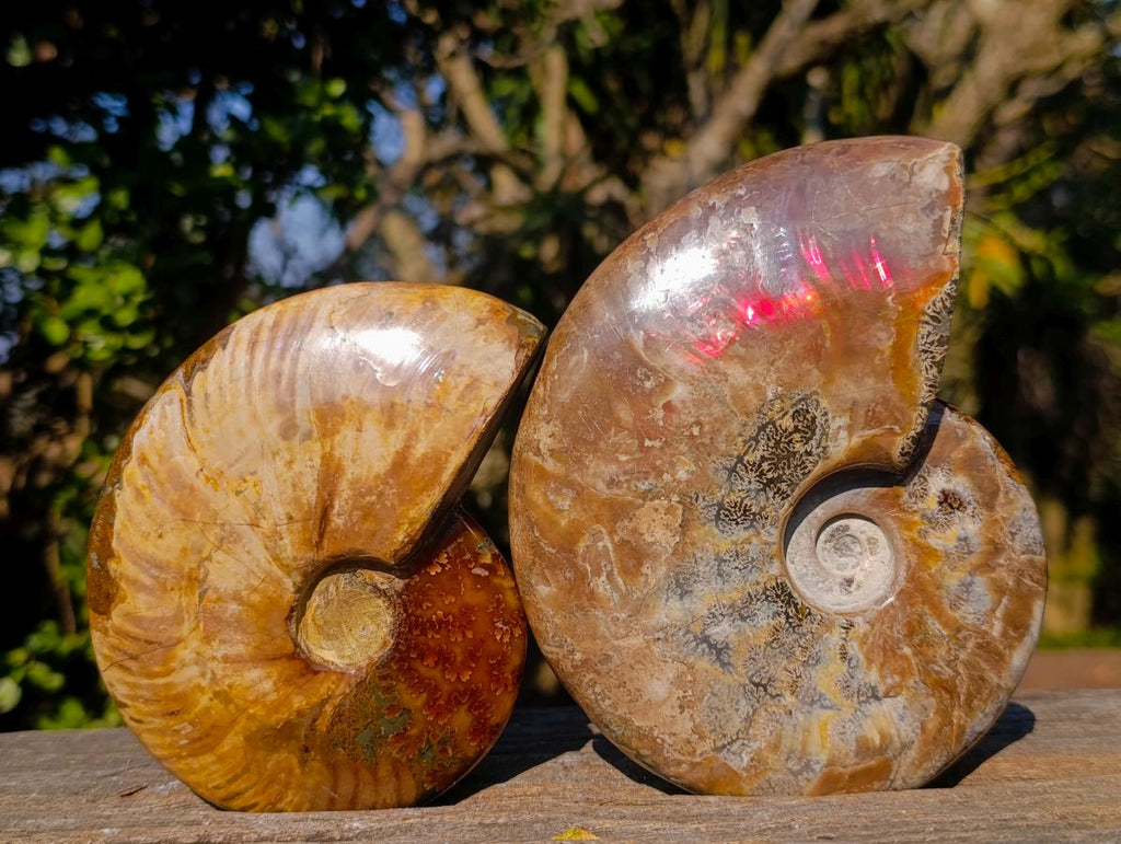 Polished Whole Red Cleoniceras Ammonite Fossils x 2 From Tulear, Madagascar
