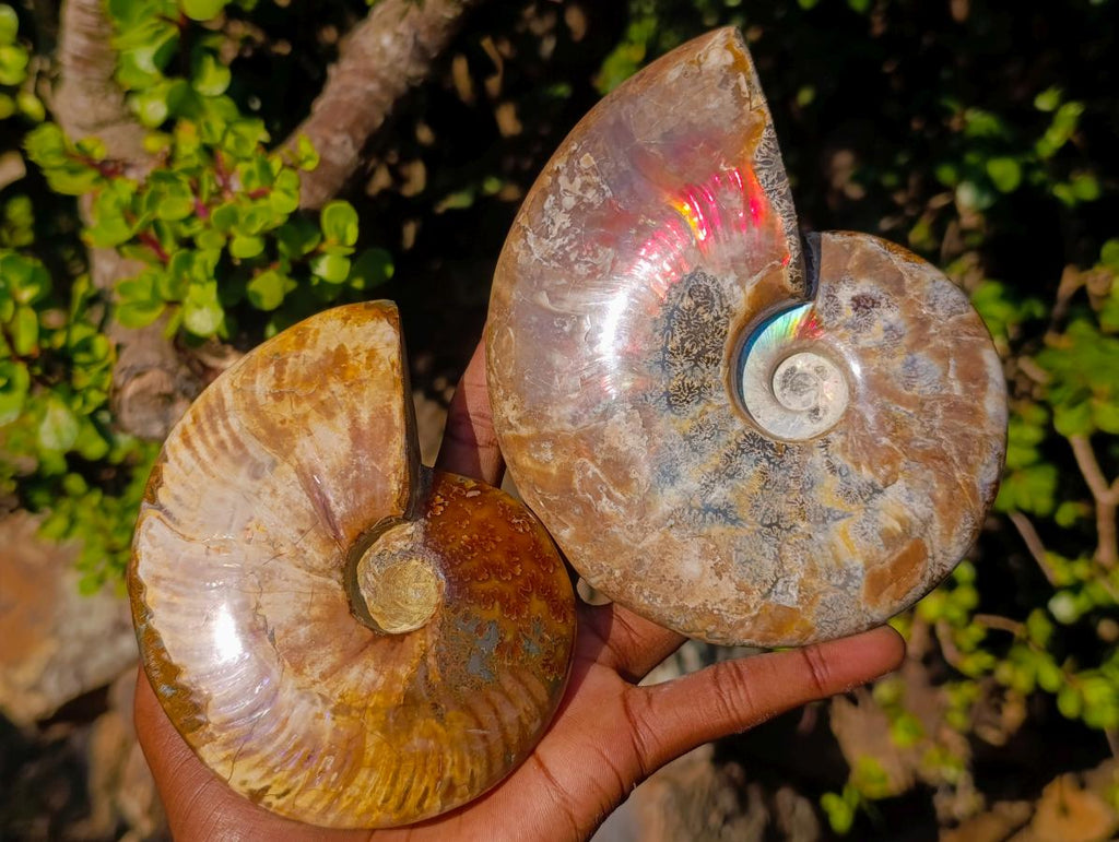 Polished Whole Red Cleoniceras Ammonite Fossils x 2 From Tulear, Madagascar