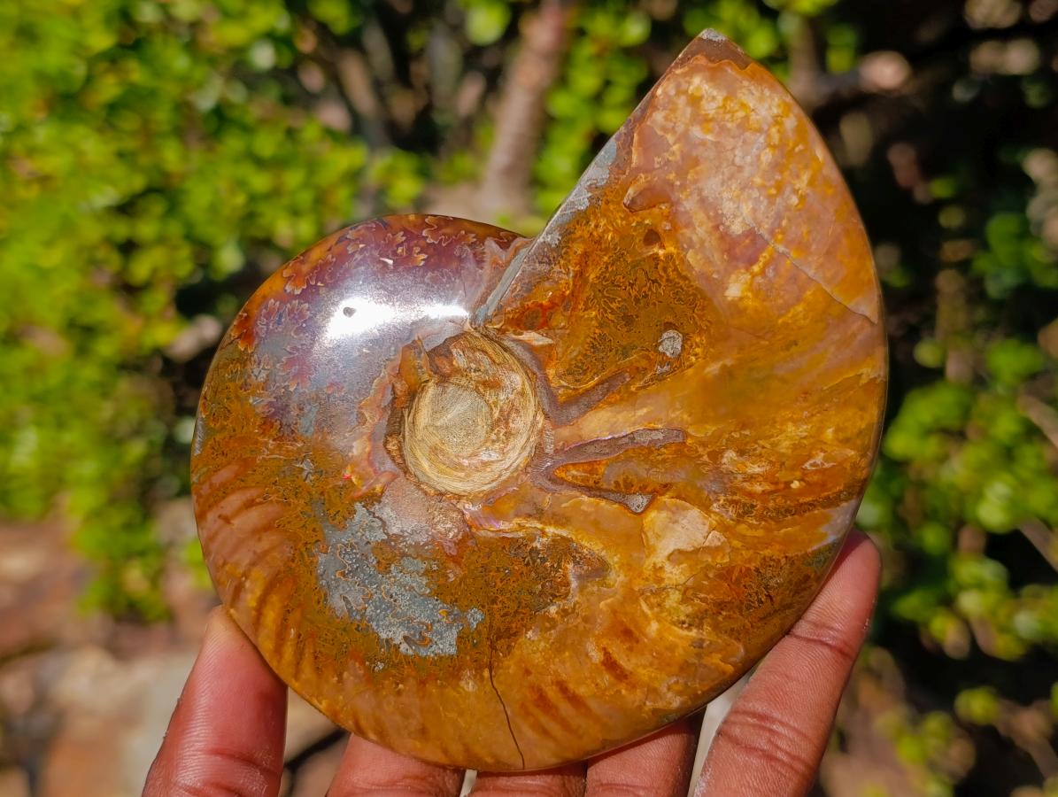 Polished Whole Red Cleoniceras Ammonite Fossils x 2 From Tulear, Madagascar