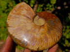 Polished Whole Red Cleoniceras Ammonite Fossils x 2 From Tulear, Madagascar