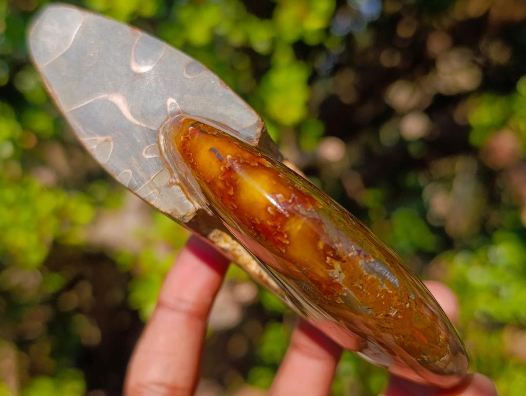 Polished Whole Red Cleoniceras Ammonite Fossils x 2 From Tulear, Madagascar