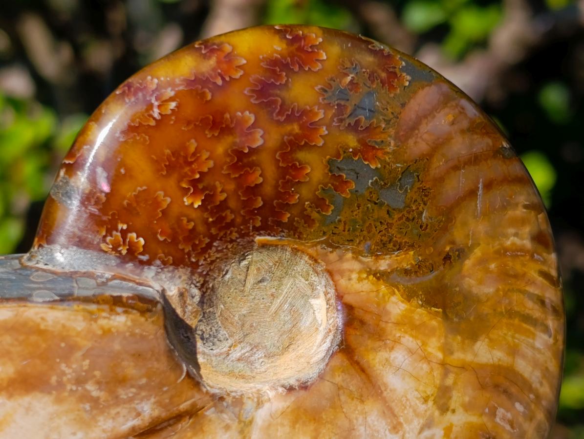 Polished Whole Red Cleoniceras Ammonite Fossils x 2 From Tulear, Madagascar