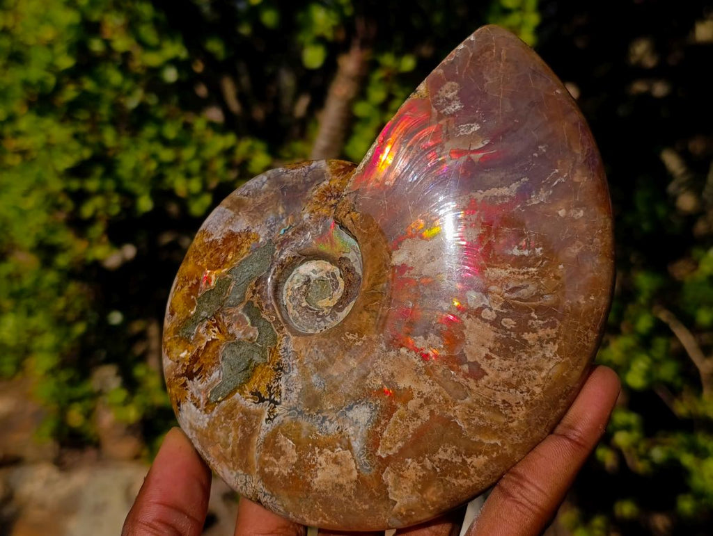 Polished Whole Red Cleoniceras Ammonite Fossils x 2 From Tulear, Madagascar