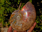 Polished Whole Red Cleoniceras Ammonite Fossils x 2 From Tulear, Madagascar