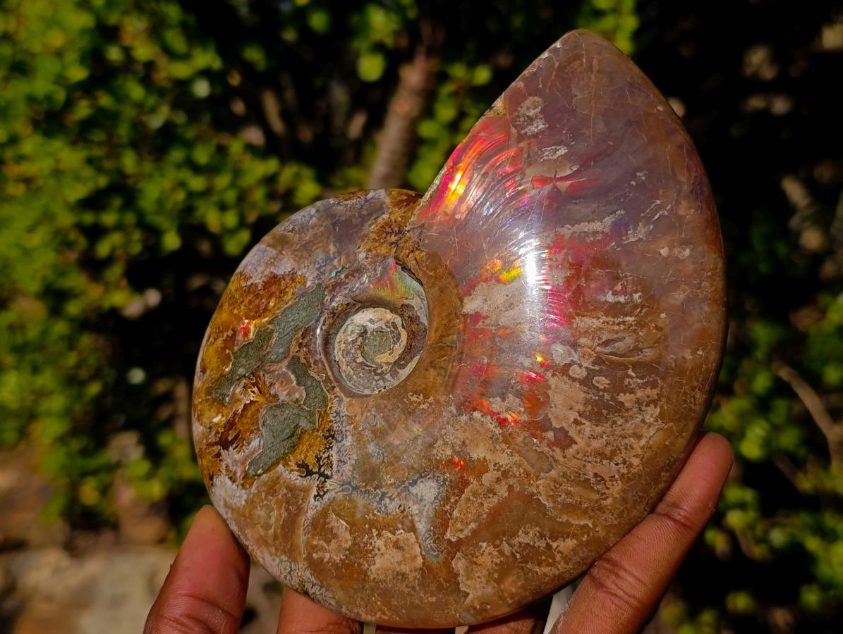 Polished Whole Red Cleoniceras Ammonite Fossils x 2 From Tulear, Madagascar