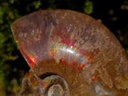 Polished Whole Red Cleoniceras Ammonite Fossils x 2 From Tulear, Madagascar