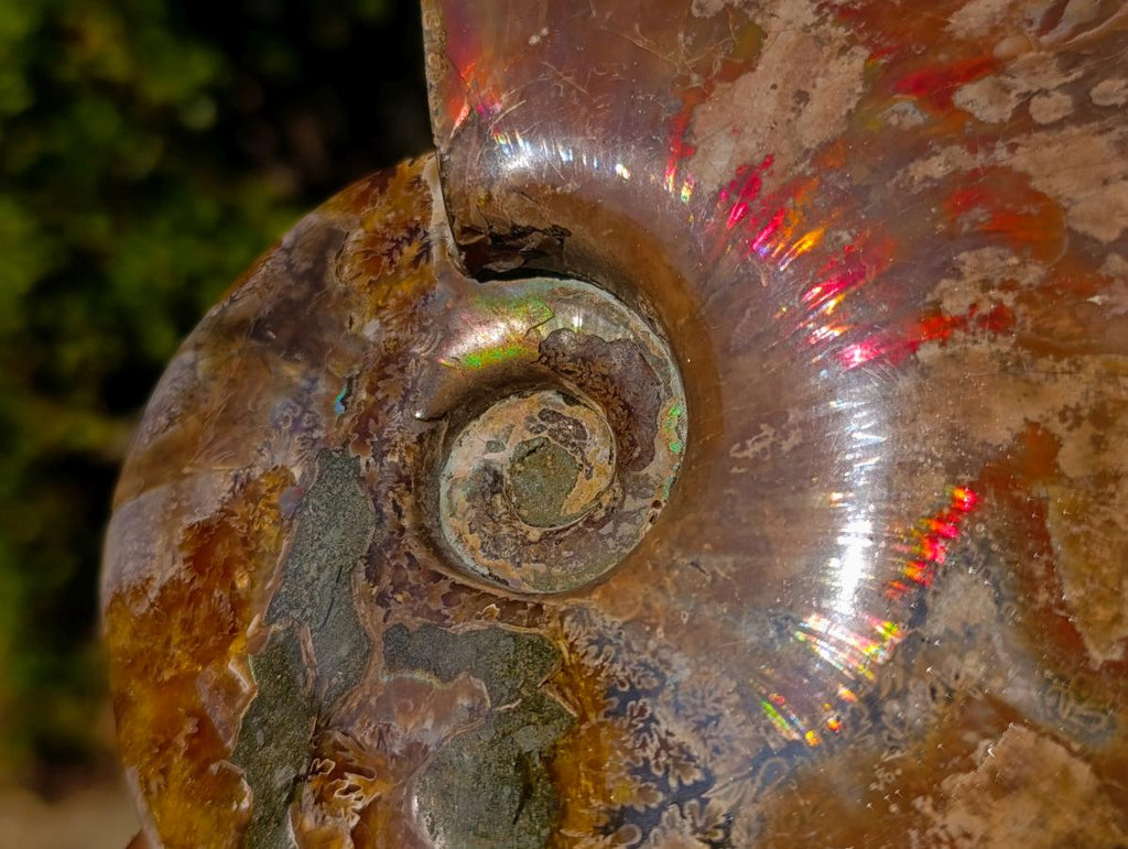 Polished Whole Red Cleoniceras Ammonite Fossils x 2 From Tulear, Madagascar