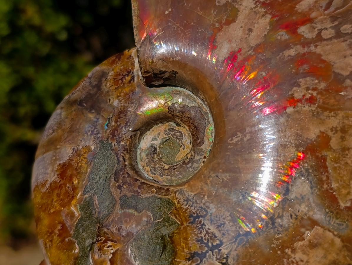 Polished Whole Red Cleoniceras Ammonite Fossils x 2 From Tulear, Madagascar