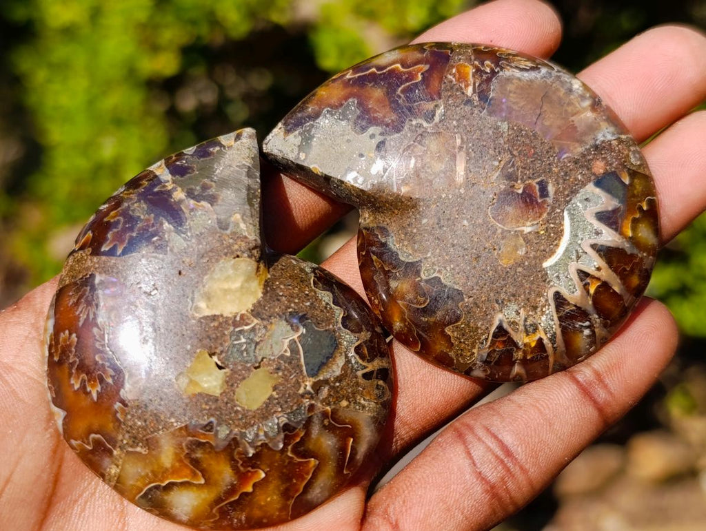 Polished Cleoniceras Ammonite Fossil Pairs x 12 From Tulear, Madagascar