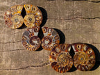 Polished Cleoniceras Ammonite Fossil Pairs x 12 From Tulear, Madagascar
