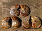 Polished Cleoniceras Ammonite Fossil Pairs x 12 From Tulear, Madagascar