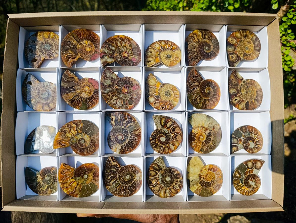 Polished Cleoniceras Ammonite Fossil Pairs x 12 From Tulear, Madagascar