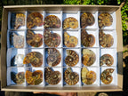Polished Cleoniceras Ammonite Fossil Pairs x 12 From Tulear, Madagascar