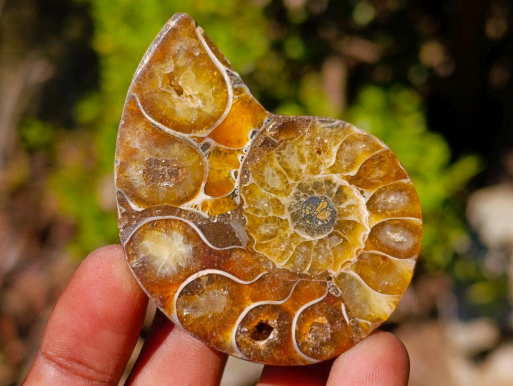 Polished Cleoniceras Ammonite Fossil Pairs x 12 From Tulear, Madagascar