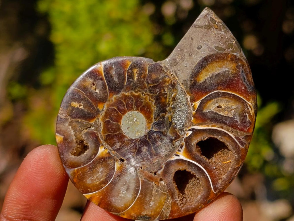 Polished Cleoniceras Ammonite Fossil Pairs x 12 From Tulear, Madagascar