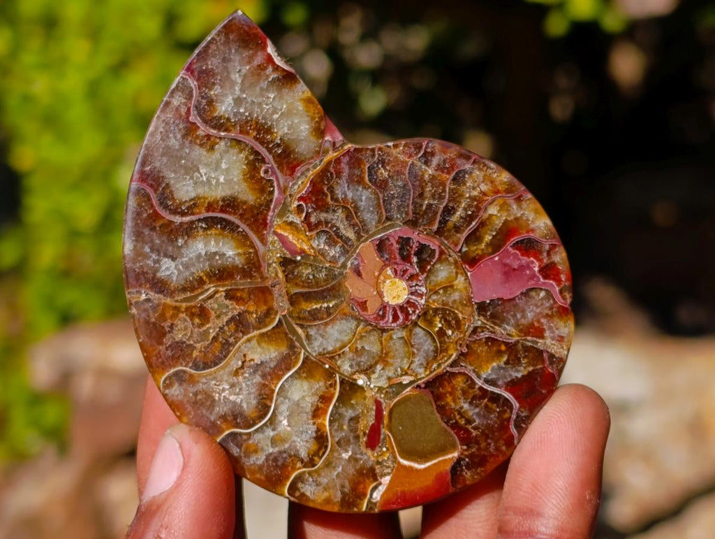 Polished Cleoniceras Ammonite Fossil Pairs x 12 From Tulear, Madagascar