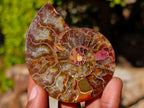 Polished Cleoniceras Ammonite Fossil Pairs x 12 From Tulear, Madagascar