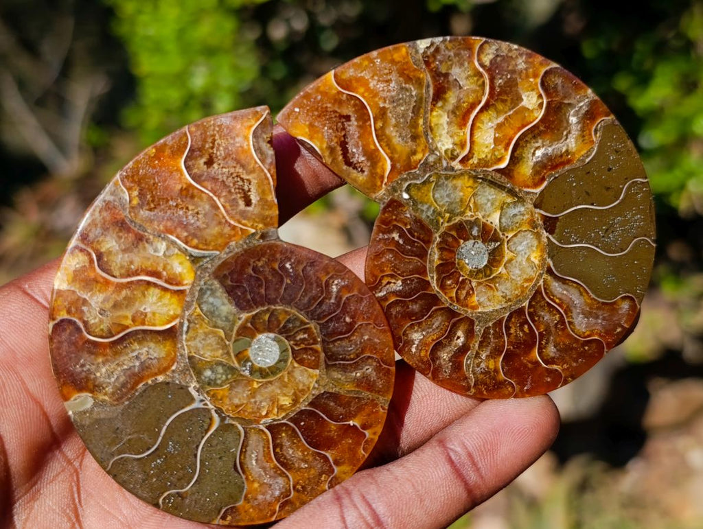 Polished Cleoniceras Ammonite Fossil Pairs x 12 From Tulear, Madagascar