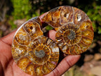 Polished Cleoniceras Ammonite Fossil Pairs x 12 From Tulear, Madagascar