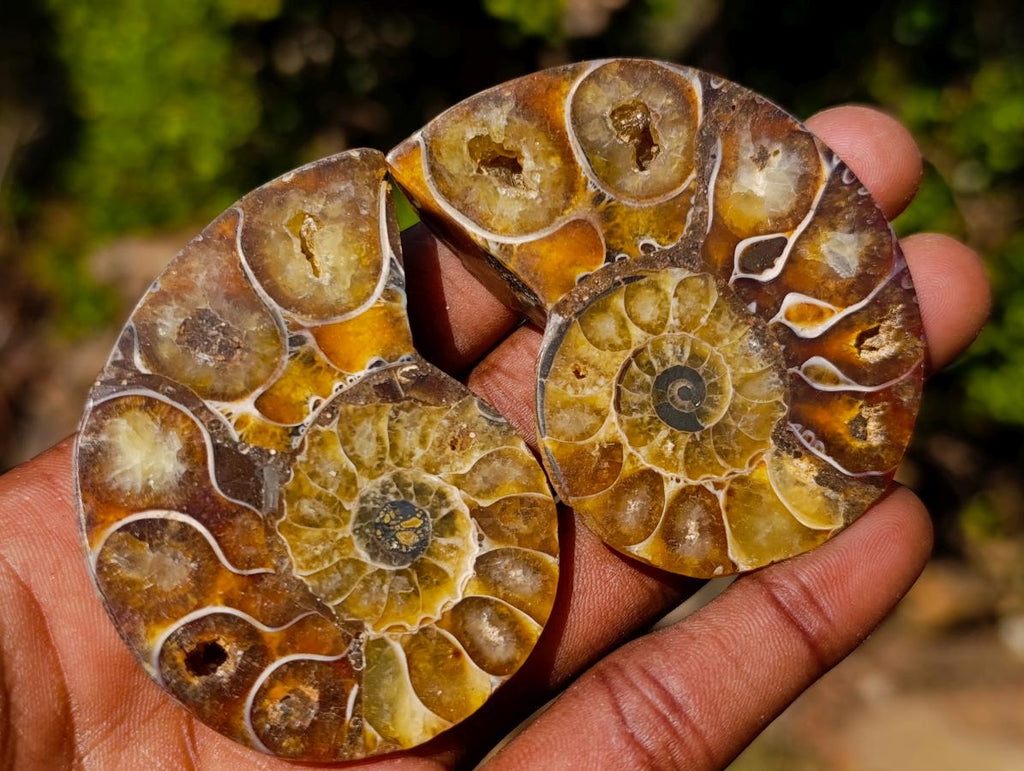 Polished Cleoniceras Ammonite Fossil Pairs x 12 From Tulear, Madagascar
