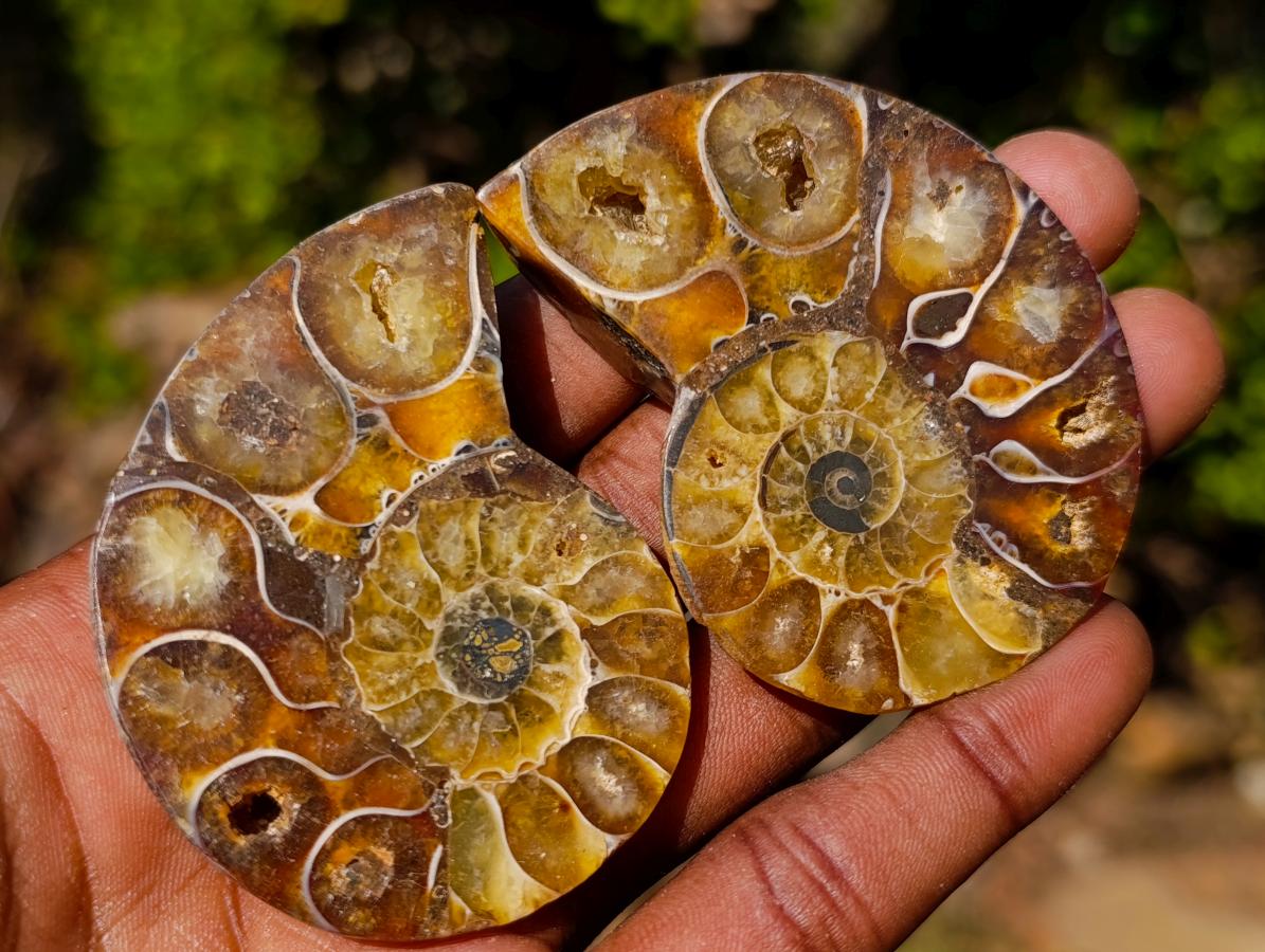 Polished Cleoniceras Ammonite Fossil Pairs x 12 From Tulear, Madagascar
