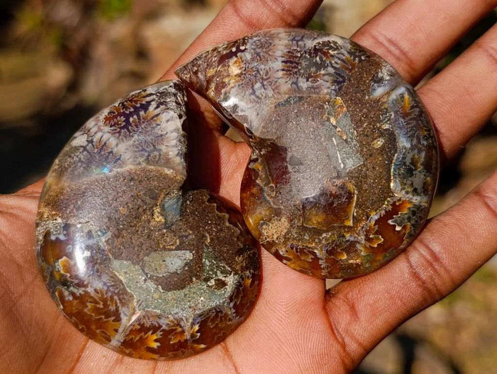 Polished Cleoniceras Ammonite Fossil Pairs x 12 From Tulear, Madagascar