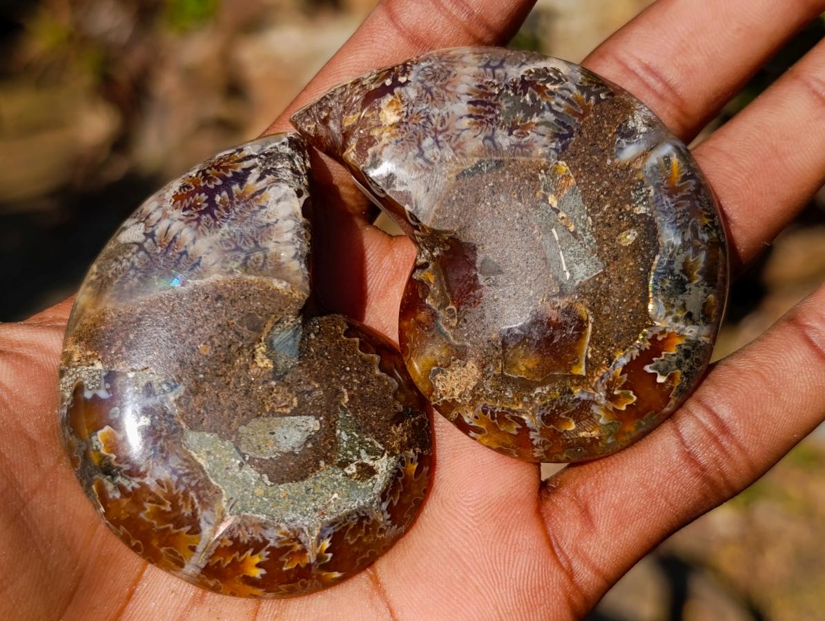 Polished Cleoniceras Ammonite Fossil Pairs x 12 From Tulear, Madagascar