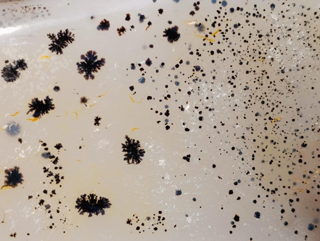 Polished Dendritic Agate Free Forms x 2 From Moralambo, Madagascar