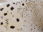 Polished Dendritic Agate Free Forms x 2 From Moralambo, Madagascar