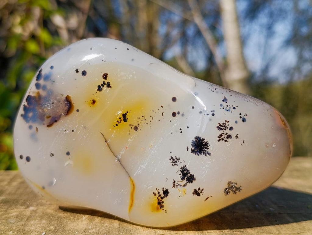 Polished Dendritic Agate Free Forms x 2 From Moralambo, Madagascar