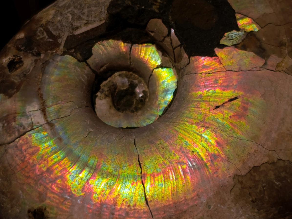 Natural Whole Cleoniceras Ammonite Fossils with Iridescent Ammolite Shells x 2 From Maintirano, Madagascar