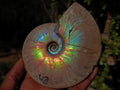Natural Whole Cleoniceras Ammonite Fossils with Iridescent Ammolite Shells x 2 From Maintirano, Madagascar