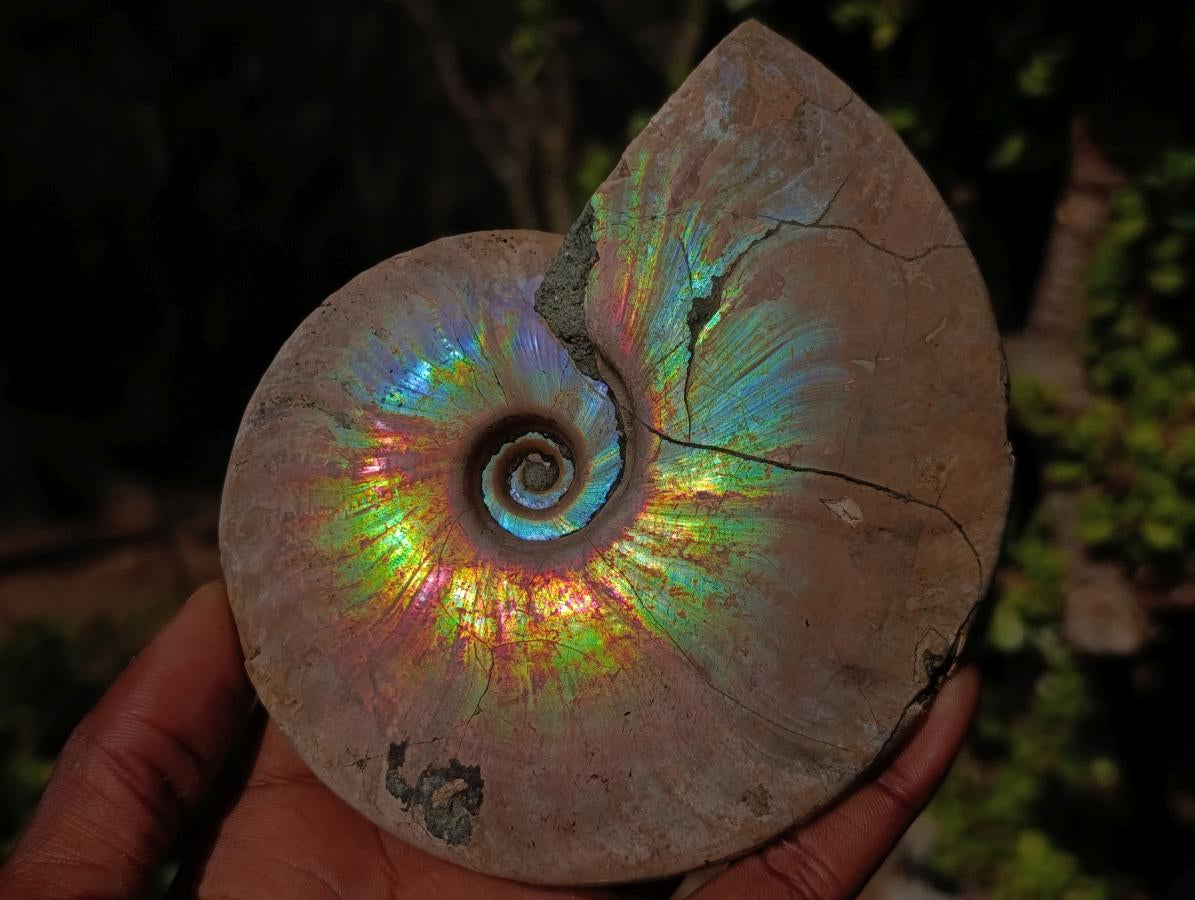Natural Whole Cleoniceras Ammonite Fossils with Iridescent Ammolite Shells x 2 From Maintirano, Madagascar