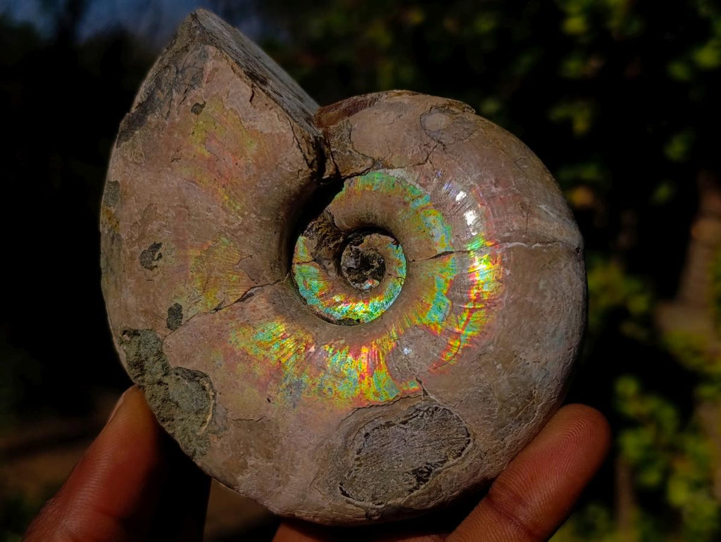 Natural Whole Cleoniceras Ammonite Fossils with Iridescent Ammolite Shells x 2 From Maintirano, Madagascar