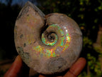 Natural Whole Cleoniceras Ammonite Fossils with Iridescent Ammolite Shells x 2 From Maintirano, Madagascar