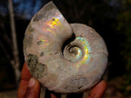 Natural Whole Cleoniceras Ammonite Fossils with Iridescent Ammolite Shells x 2 From Maintirano, Madagascar