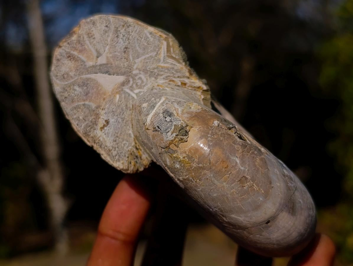Natural Whole Cleoniceras Ammonite Fossils with Iridescent Ammolite Shells x 2 From Maintirano, Madagascar