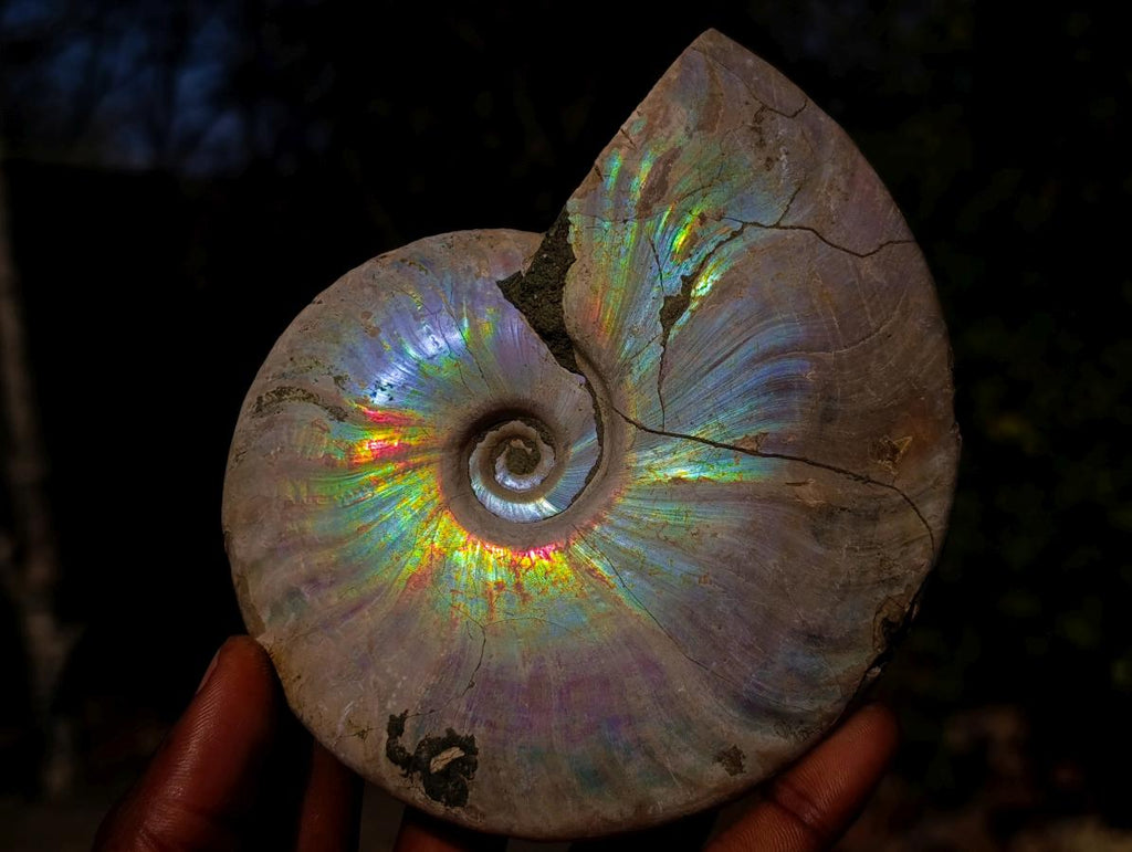 Natural Whole Cleoniceras Ammonite Fossils with Iridescent Ammolite Shells x 2 From Maintirano, Madagascar