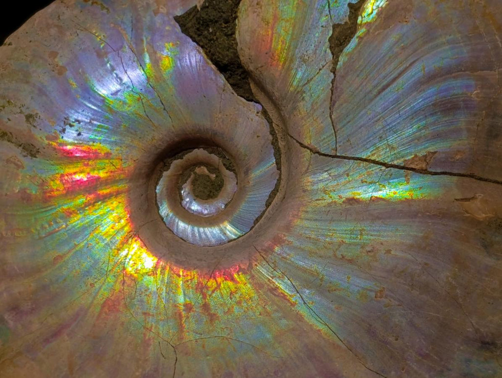 Natural Whole Cleoniceras Ammonite Fossils with Iridescent Ammolite Shells x 2 From Maintirano, Madagascar