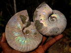 Natural Whole Cleoniceras Ammonite Fossils with Iridescent Ammolite Shells x 2 From Maintirano, Madagascar