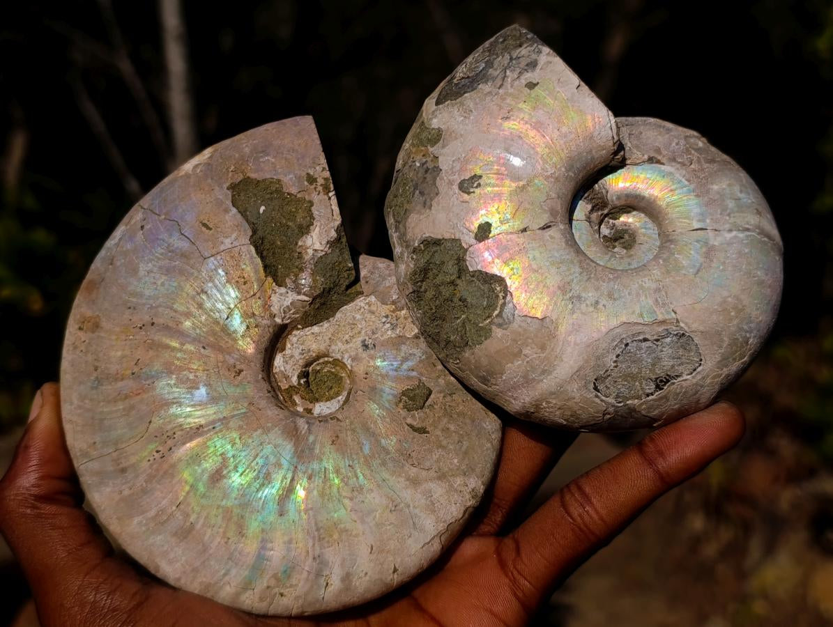 Natural Whole Cleoniceras Ammonite Fossils with Iridescent Ammolite Shells x 2 From Maintirano, Madagascar