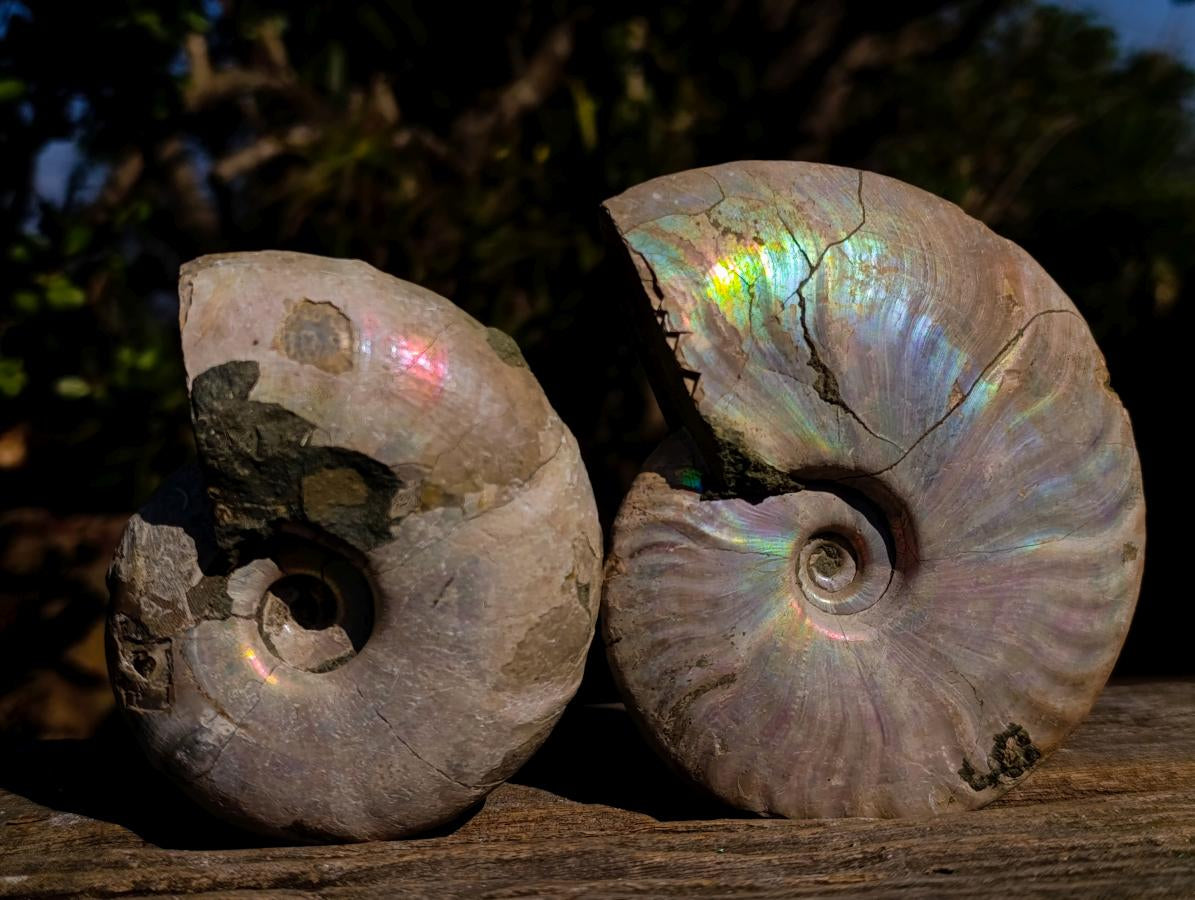 Natural Whole Cleoniceras Ammonite Fossils with Iridescent Ammolite Shells x 2 From Maintirano, Madagascar