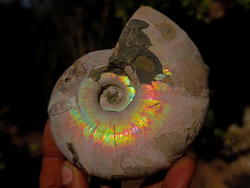 Natural Whole Cleoniceras Ammonite Fossils with Iridescent Ammolite Shells x 2 From Maintirano, Madagascar
