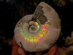 Natural Whole Cleoniceras Ammonite Fossils with Iridescent Ammolite Shells x 2 From Maintirano, Madagascar