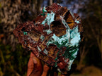 Natural Drusy Coated Chrysocolla Pseudomorph Specimens with Malachite x 3 From Lupoto Mine, Congo