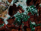 Natural Drusy Coated Chrysocolla Pseudomorph Specimens with Malachite x 3 From Lupoto Mine, Congo
